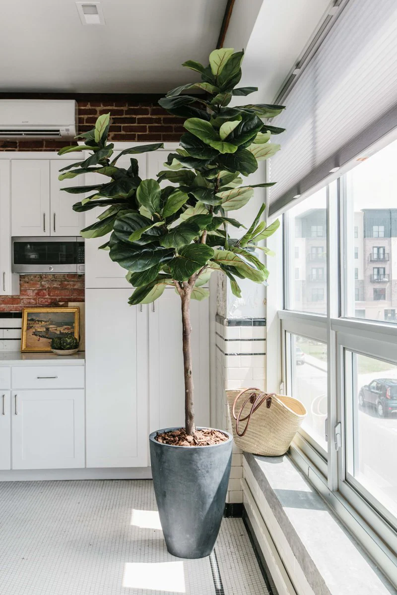 Fiddle Leaf Fig