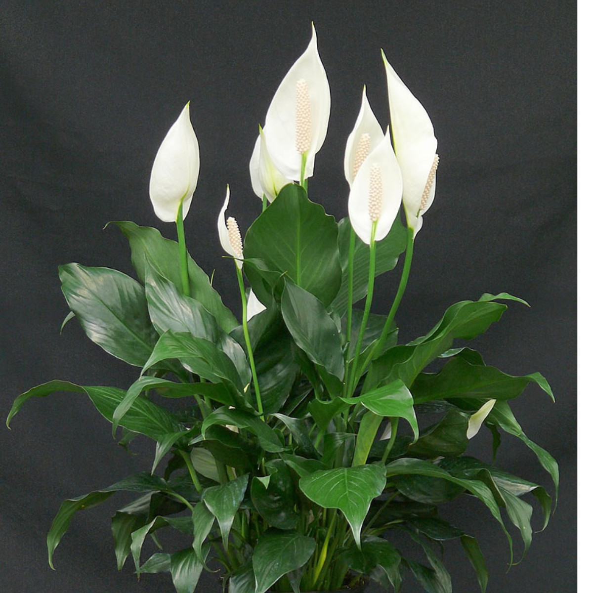 Peace Lily Wallisi